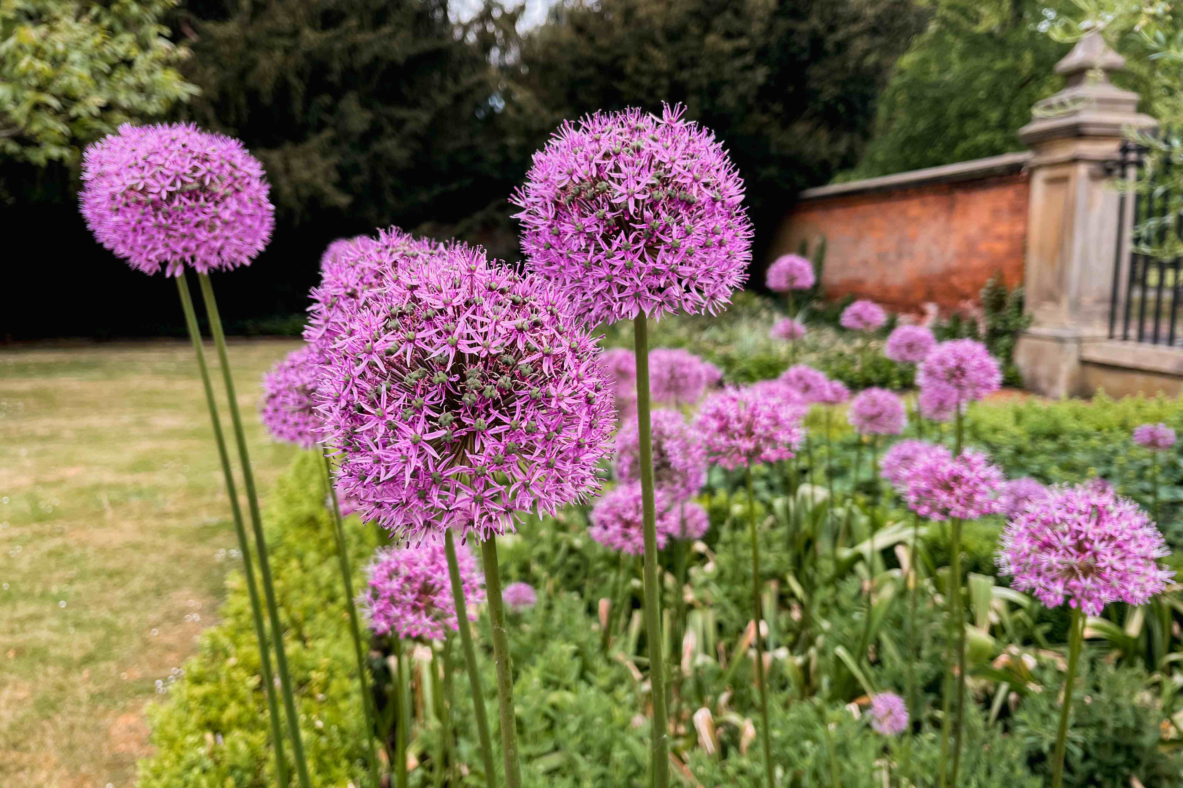 Alliums (also known as ornamental onions), outside Heslington Hall on Campus West